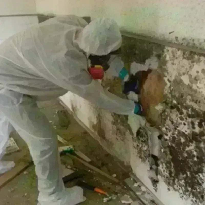 Mold Remediation and Removal in Pine Ridge at Crestwood, NJ